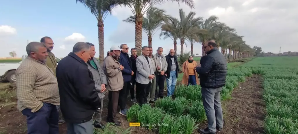 «الزراعة» تدعم مزارعي المحاصيل الشتوية بالغربية فنيا