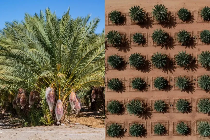 تمر المجهول المغربي.. ملك التمور عالميًا في 2025