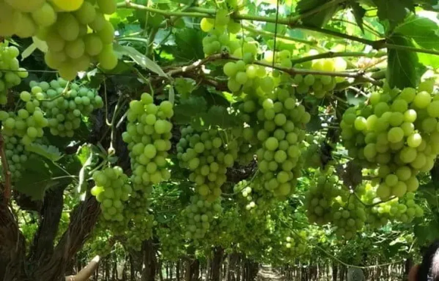 صادرات العنب المصري تسجل مستوى قياسيا في السوق البريطاني خلال 2025