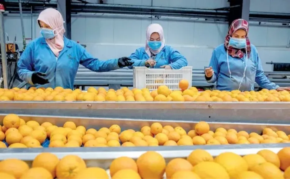 الزراعة: الصادرات الزراعية المصرية تصل إلى 170 دولة