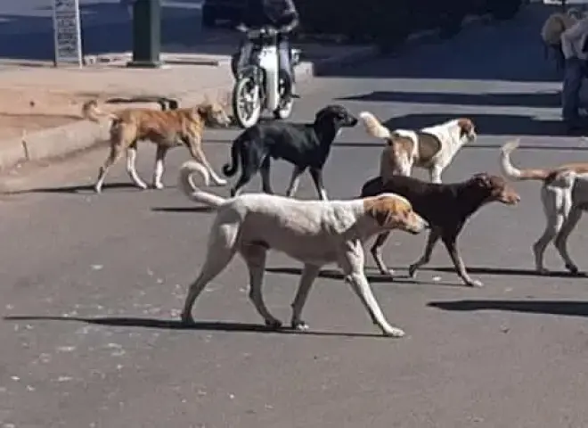 أزمة الكلاب الضالة في مصر.. أرقام صادمة وتحذير من «بيزنس التبرعات»