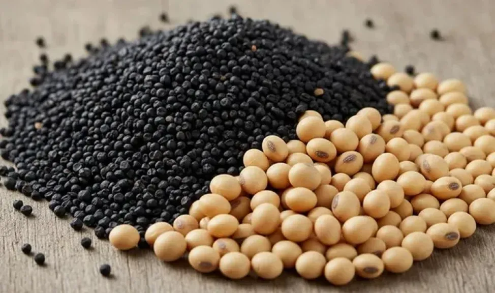 أوكرانيا تمد مهلة طلبات تصدير فول الصويا وبذور اللفت المعفاة من الرسوم حتى فبراير