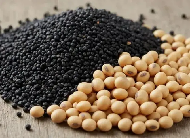 أوكرانيا تمد مهلة طلبات تصدير فول الصويا وبذور اللفت المعفاة من الرسوم حتى فبراير