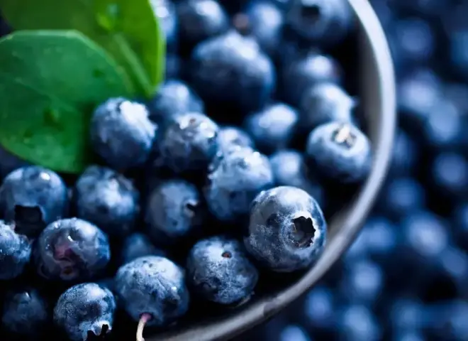 استثمارات ضخمة لإنتاج التوت الأزرق في مصر بوادي النطرون