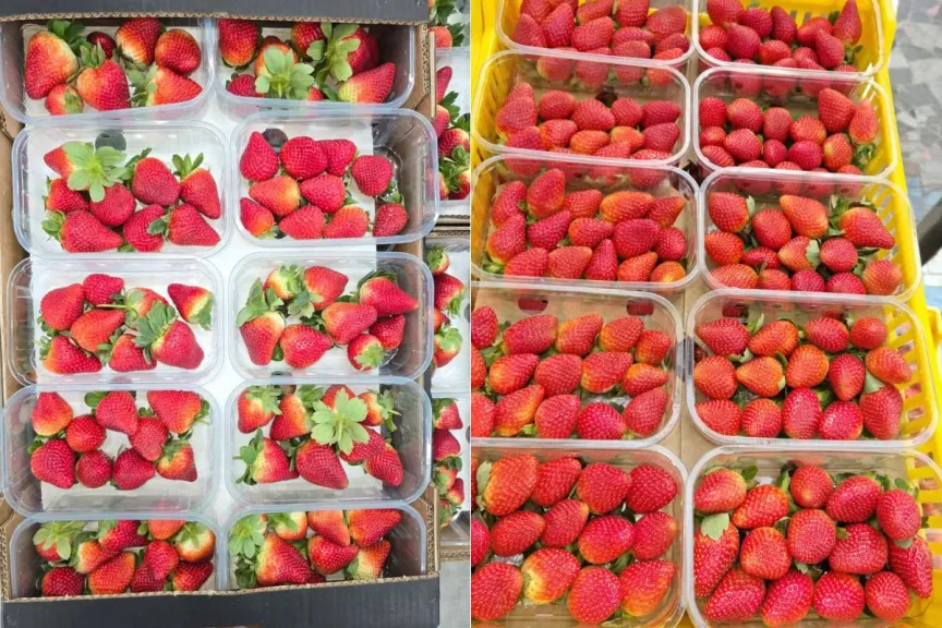 استقرار أسعار الفراولة المصرية رغم ضغوط زيادة الإنتاج