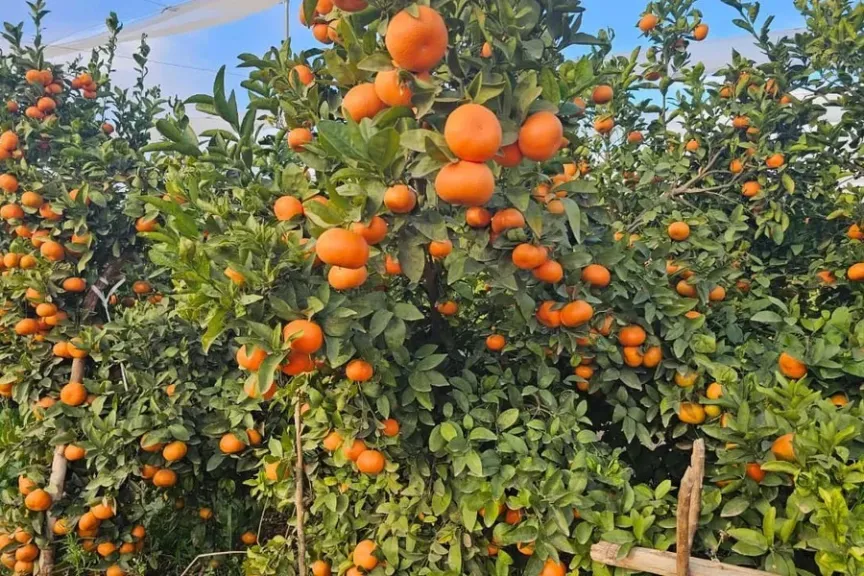 تحسن المياه ينعش بساتين الموالح في المغرب