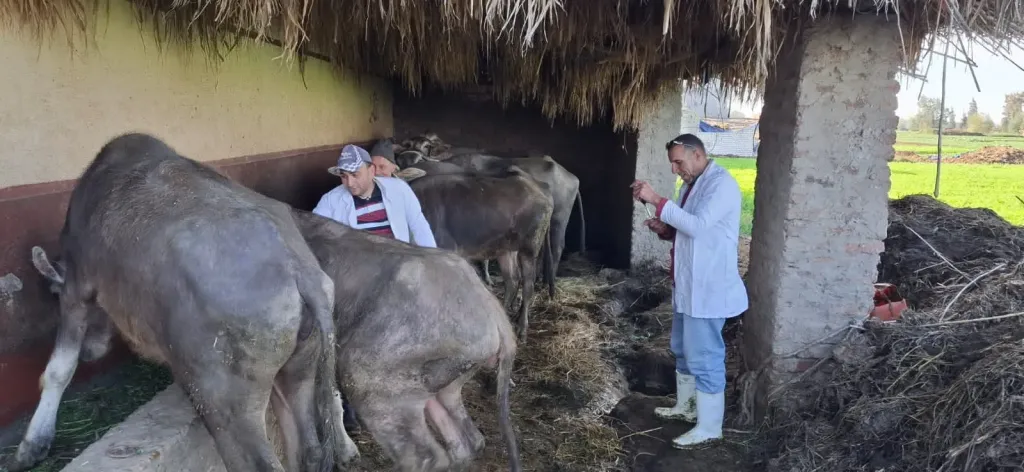 «الزراعة»: تحصين 500 ألف رأس ماشية خلال أسبوع