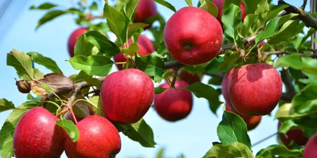 ارتفاع مخزونات التفاح الأوروبي 11.6% مع بداية 2026