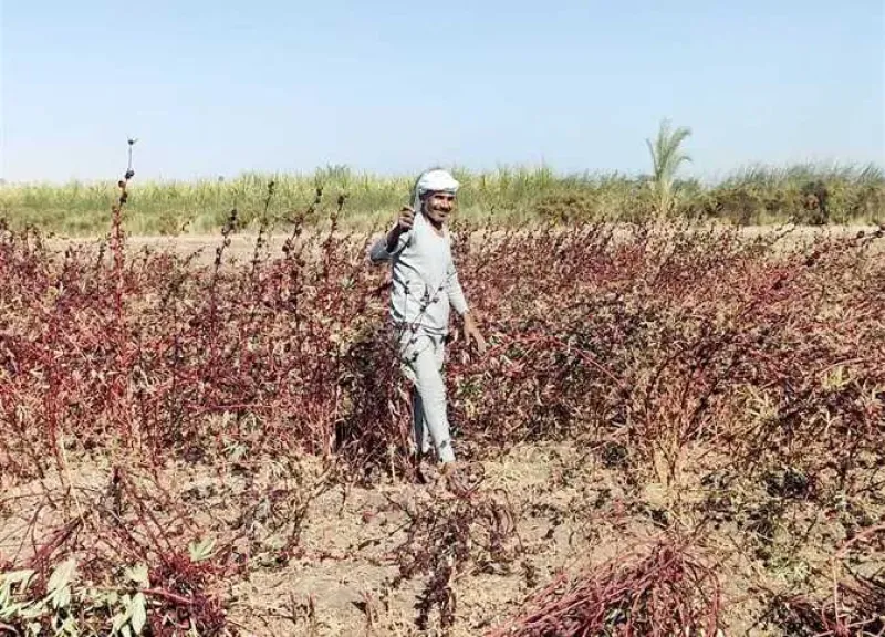 موسم حصاد الكركديه يشعل فرحة فلاحين الأقصر