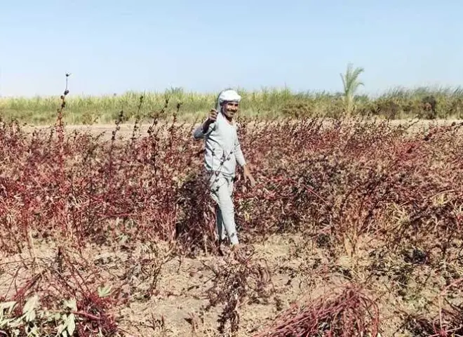 موسم حصاد الكركديه يشعل فرحة فلاحين الأقصر