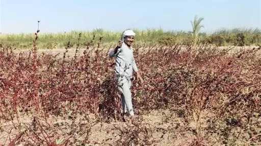 موسم حصاد الكركديه يشعل فرحة فلاحين الأقصر