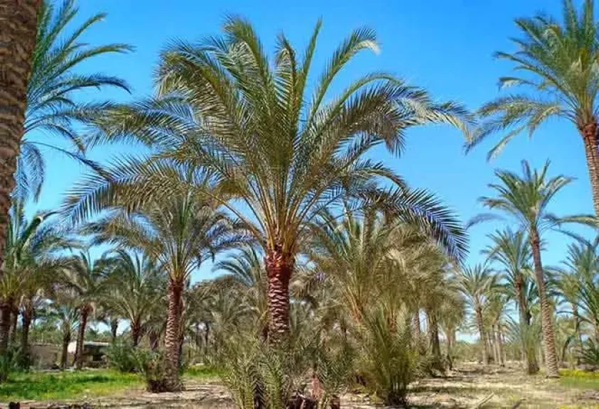 إرشادات عاجلة لمزارعي النخيل لحماية الموسم من موجة البرد