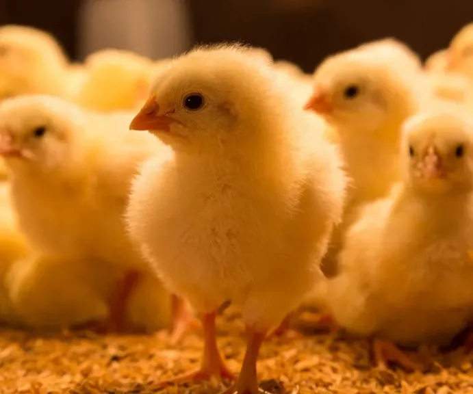 أسعار الكتاكيت في المزارع والشركات اليوم الأحد 18 - 1 - 2026