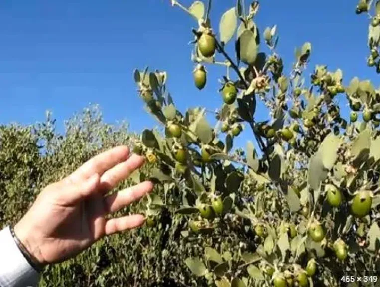 من صحراء الغردقة.. مصر تدخل عصر نبات المليارات