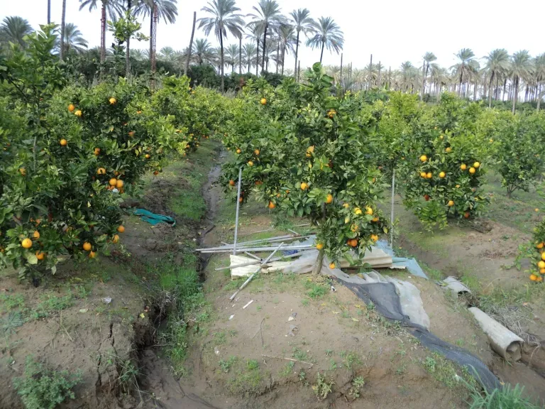 المركزي للمناخ: زراعة الفاكهة على المصاطب تعزز الجذور