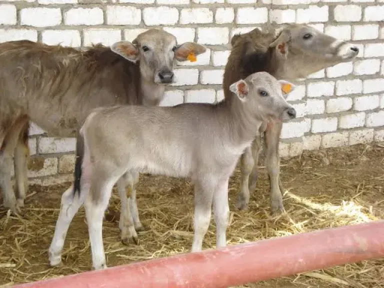 الزراعة: صرف مليار جنيه لمشروع البتلو خلال العام الماضي