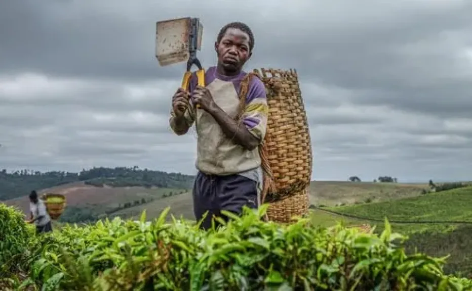 تطوير خطوط تعبئة فاكهة محلية في جنوب أفريقيا عبر منشأة بارل