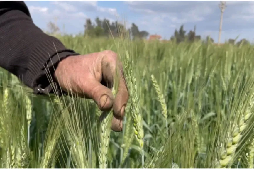 تذبذب الطقس يضرب الزراعة.. توصيات عاجلة من مركز المناخ