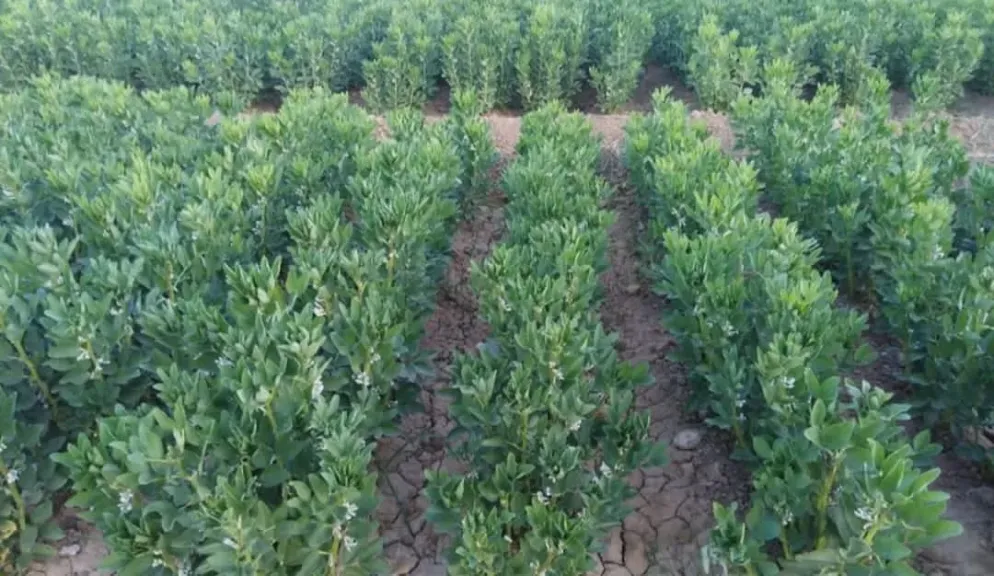 المخاطر التي تواجه محصول الفول البلدي خلال يناير