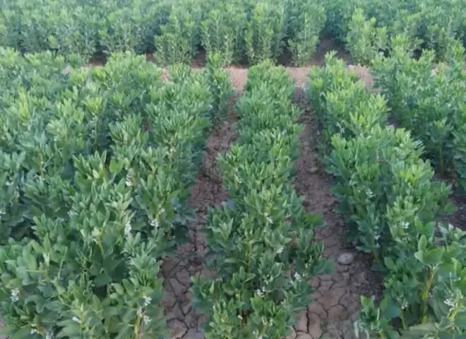 المخاطر التي تواجه محصول الفول البلدي خلال يناير