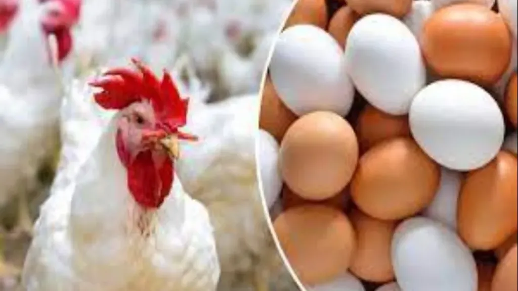 أسعار البيض اليوم الاثنين 19 – 1 – 2026 في المزارع والشركات