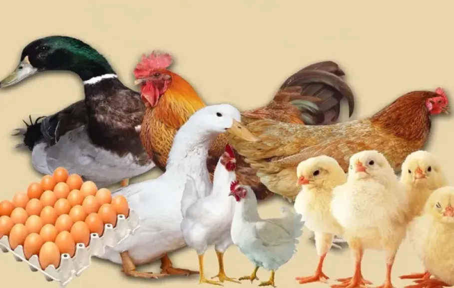 تحركات متباينة لأسعار الفراخ والكتاكيت والبيض اليوم الاثنين 19 يناير 2026