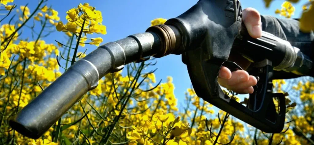 استخدام 7% من الأراضي الزراعية عالميًا في إنتاج محاصيل الوقود الحيوي