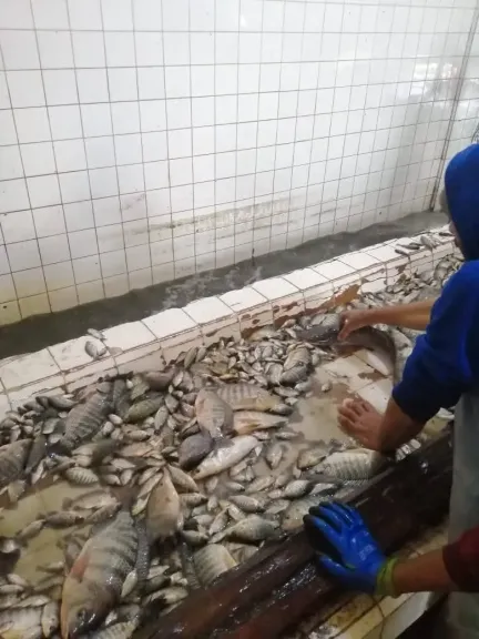 حصاد 20 طن بلطي من حوضين فقط بمزرعة المنزلة.. تفاصيل