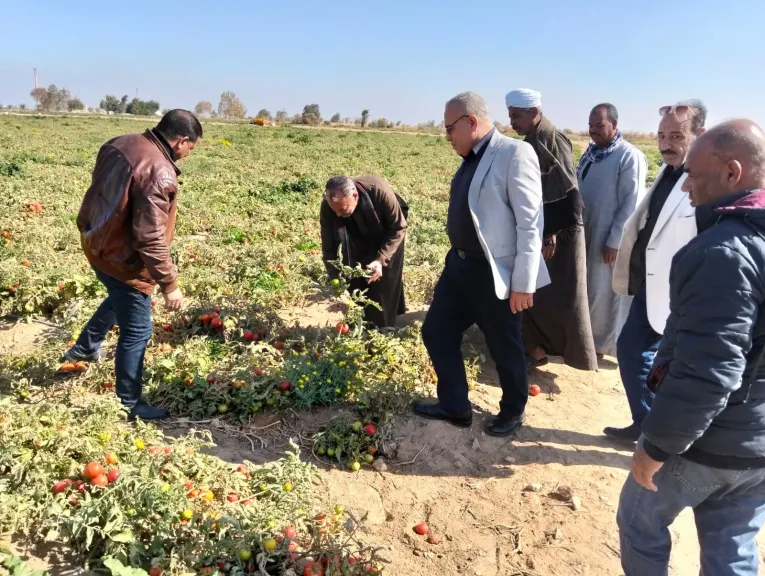 وكيل زراعة سوهاج يقود تحركًا حاسمًا لحماية محصول الطماطم