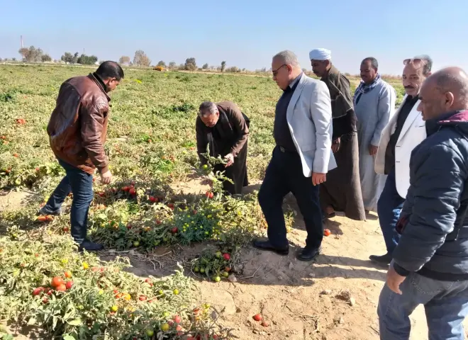 وكيل زراعة سوهاج يقود تحركًا حاسمًا لحماية محصول الطماطم