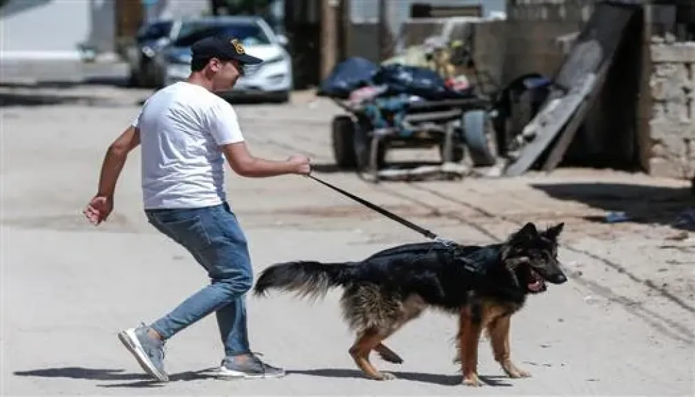 قانون جديد يلزم أصحاب الكلاب بضوابط صارمة وغرامة ضخمة