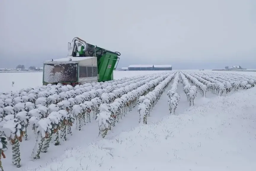 الصدمات المناخية في أوروبا تعزز دور المغرب في توريد براعم بروكسل