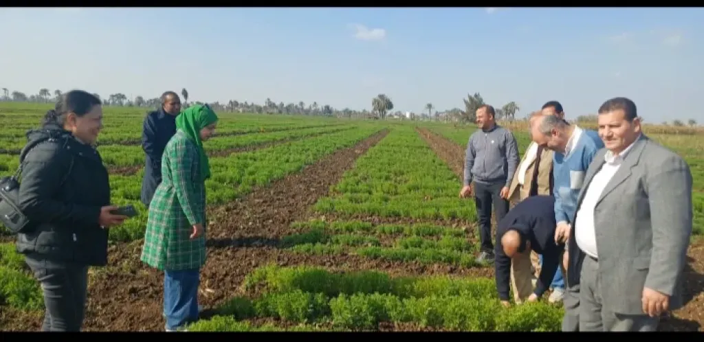 ”الزراعة” تُكثف متابعتها الميدانية للمحاصيل الإستراتيجية ببني سويف لدعم المزارعين