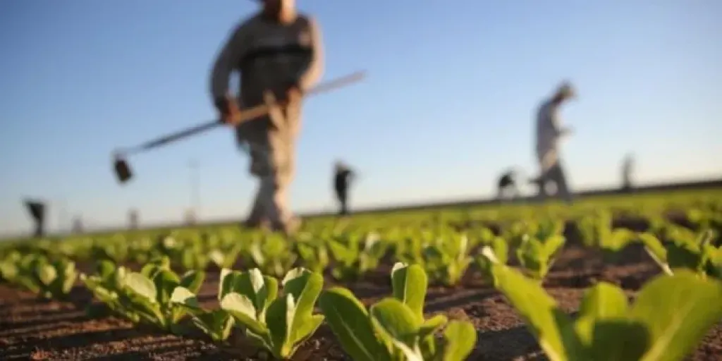 المغرب يقترب من موسم زراعي واعد بعد انتهاء موجة جفاف دامت 7 سنوات