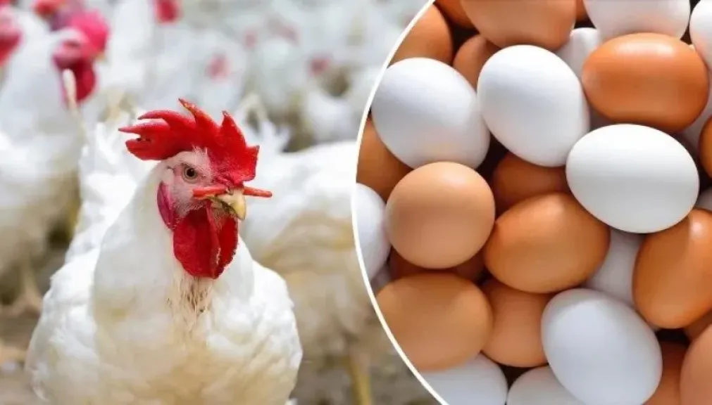 تراجع بأسعار الفراخ والبيض واستقرار نسبي للكتاكيت اليوم الأربعاء 21 يناير 2026