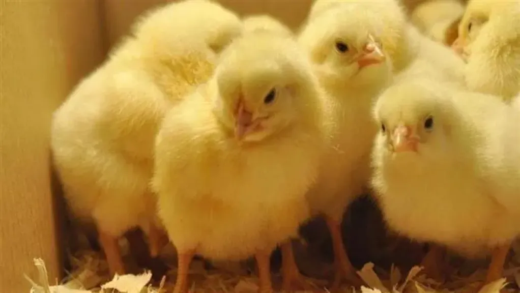 تراجع لأسعار الكتاكيت اليوم الأربعاء 21 - 1 - 2026 في الشركات والمزارع