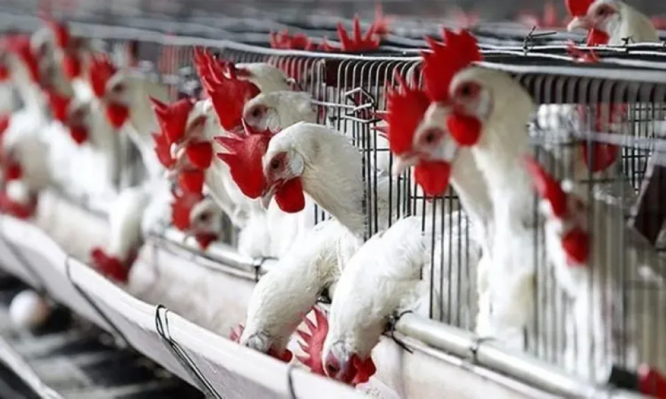 صناعة الدواجن في مصر تخلق فرص عمل بالملايين