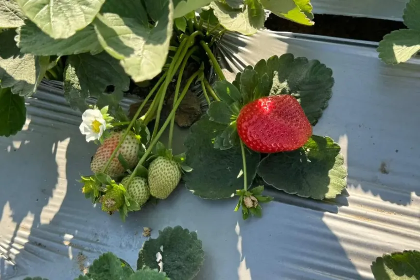 غياب التخطيط يهدد صادرات الفراولة المصرية