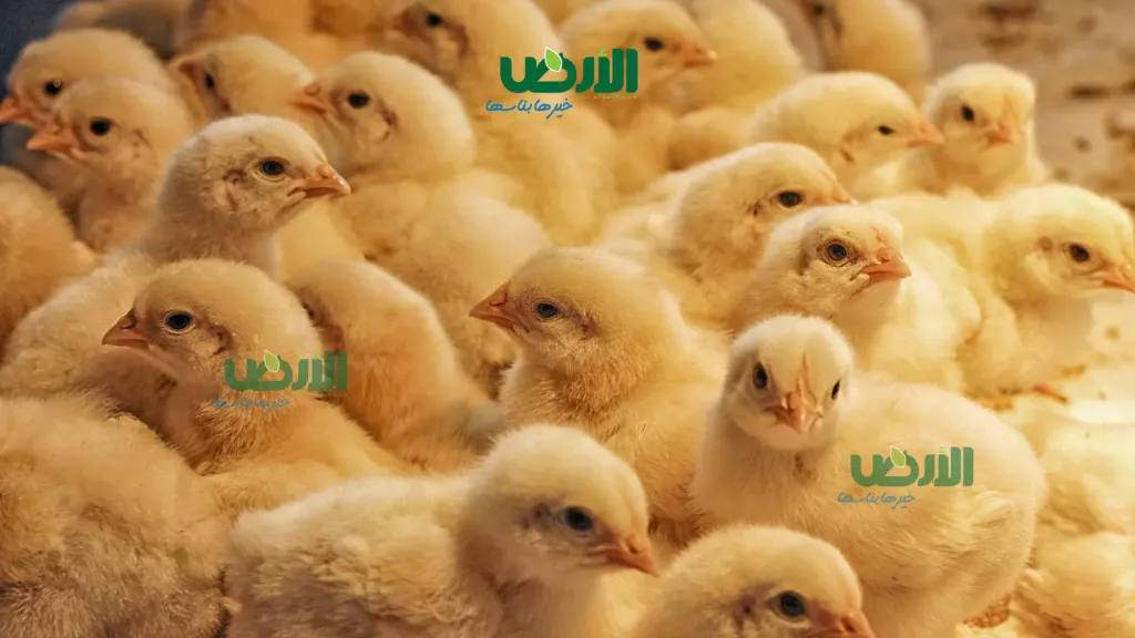 أسعار الكتاكيت اليوم الخميس 22 - 1 - 2026 في الشركات المزارع