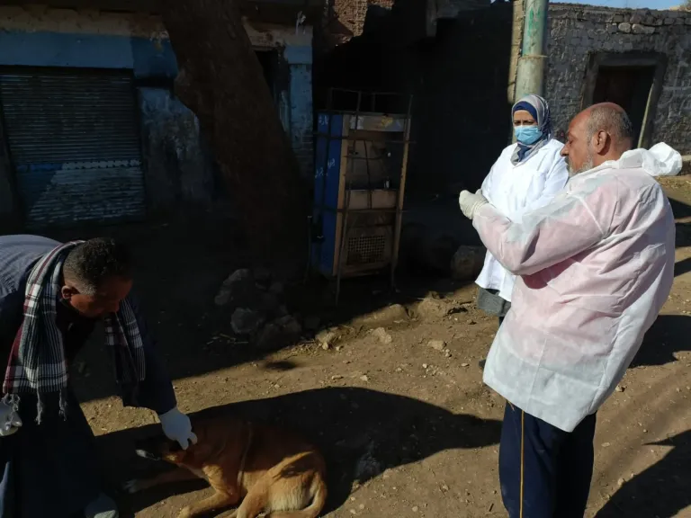 استجابة للمواطنين.. بيطري سوهاج يواصل تحصين كلاب الشوارع