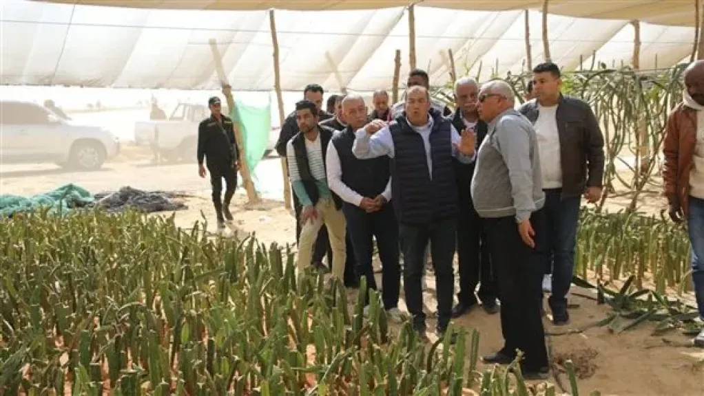 محافظ الوادي الجديد يتابع توسع زراعة نخيل المجدول والبرحي