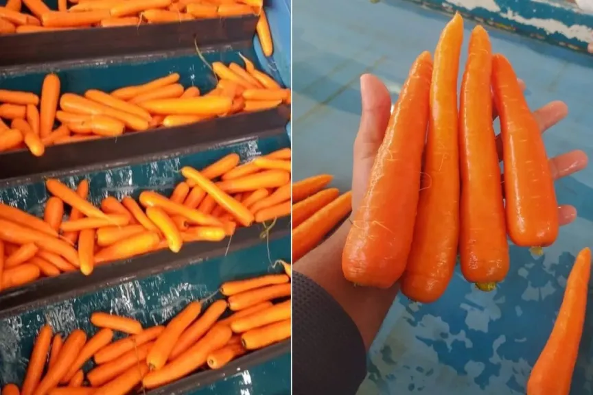 تراجع الطلب الأوروبي يضع الجزر المصري أمام اختبار جديد