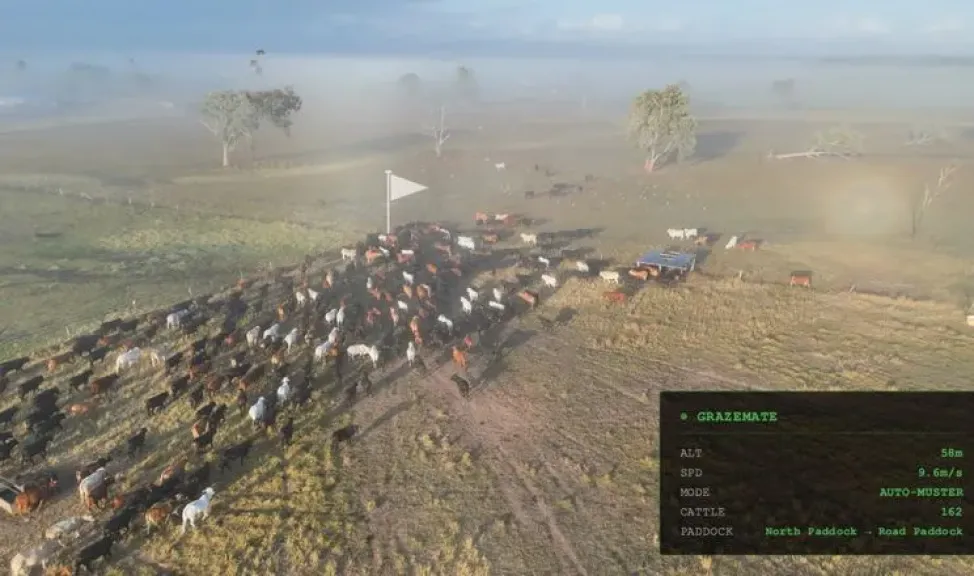 طائرات مسيرة ذاتية القيادة تعيد تشكيل إدارة الماشية في المزارع الكبرى