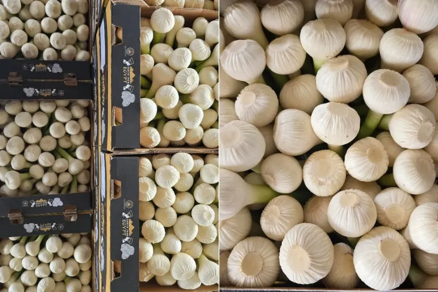 الطقس يفسد ما أصلحه توسعات زراعة الثوم المصري