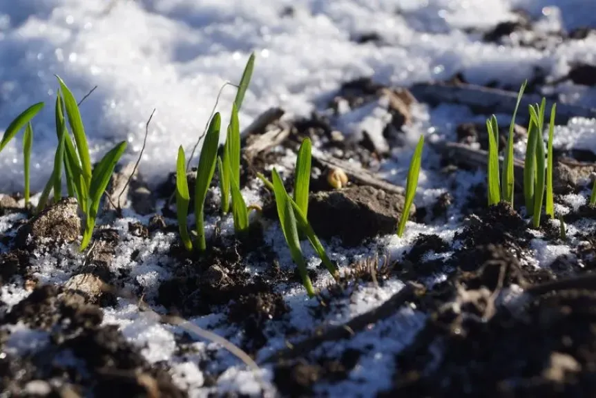 أسعار المحاصيل العالمية تتأثر بتقلبات الطقس في مناطق الإنتاج