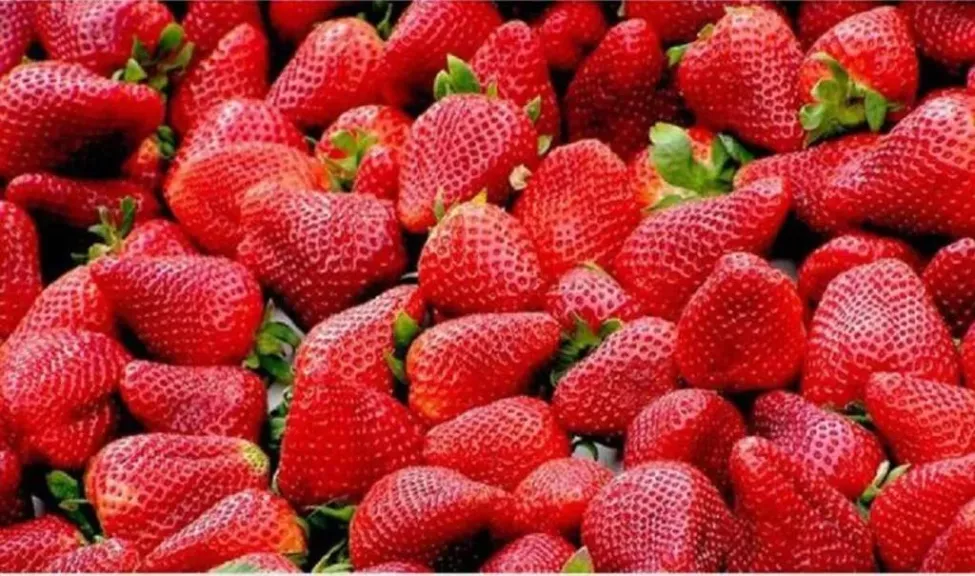 صادرات الفراولة المصرية تتجاوز 56 ألف طن وتفتح فرصًا كبيرة للمزارعين