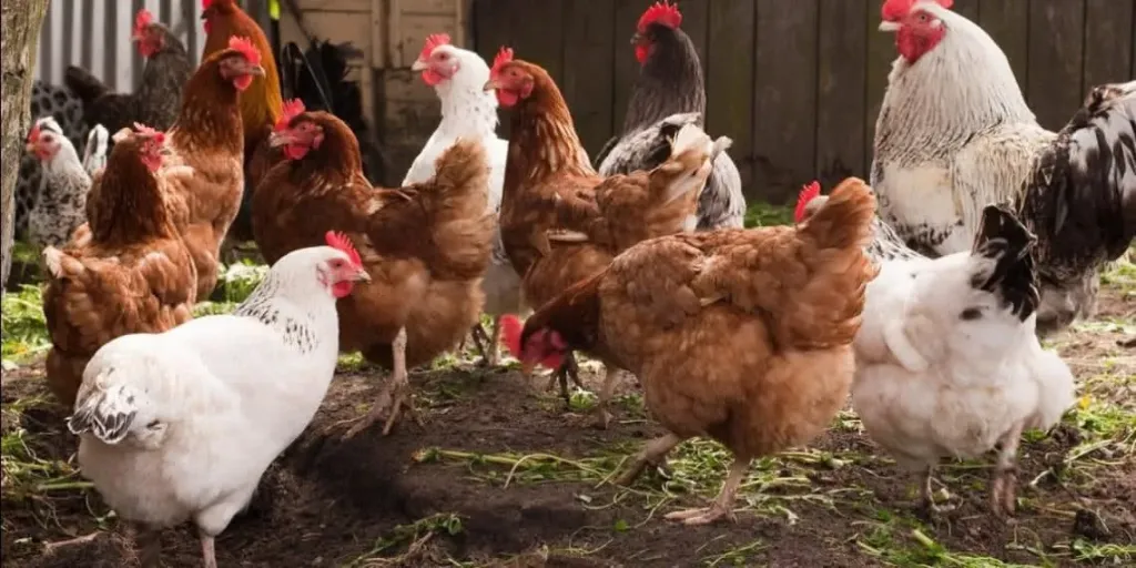 دليل شامل لتربية الدواجن وأفضل السلالات المستخدمة