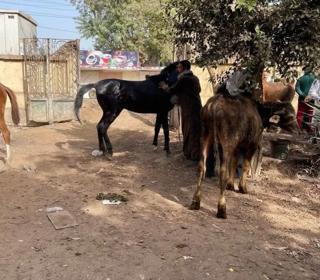 بيطري الغربية يقدم علاجًا مجانيًا للمربين