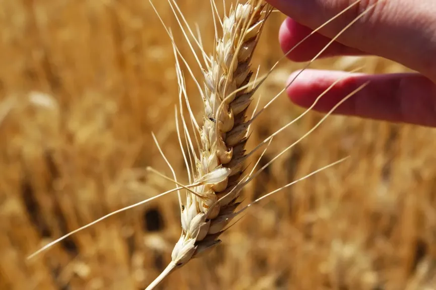 الممارسات الزراعية الخاطئة تعيق نمو محاصيل القمح في أوروبا