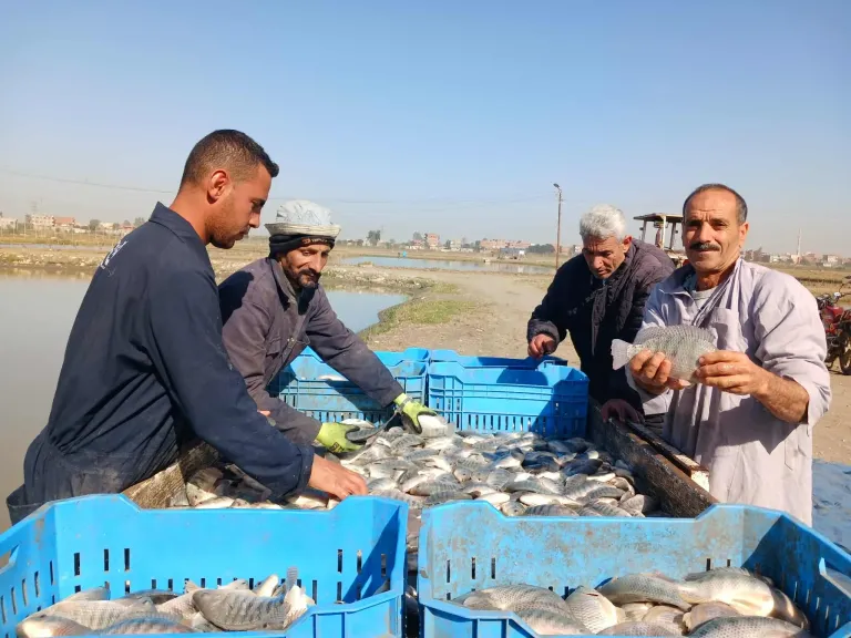 إطلاق صيد السمك البلطي بمزارع العباسة بأسعار مخفضة